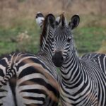 Zebras_klein